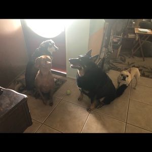 Meet your Posher, Carol